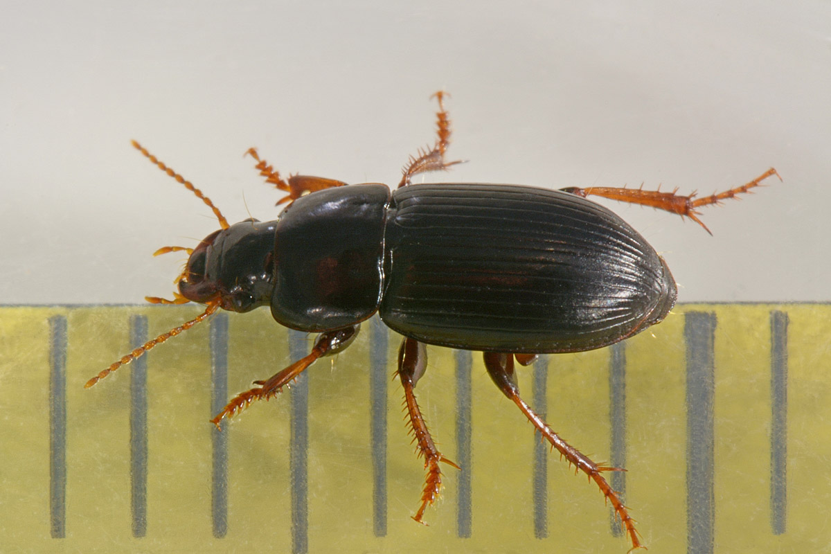 Carabidae: Harpalus pumilus